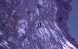 science2-4.jpg (12734 bytes)